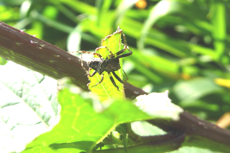 Quattro Araneidae